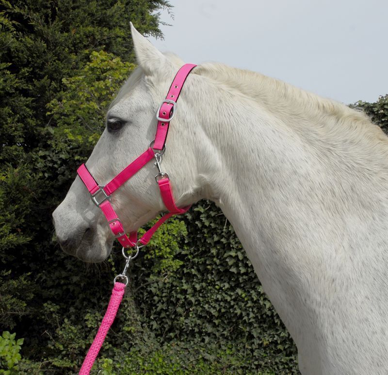 Picture of Rhinegold Carnival Padded Headcollar & Lead Rope Set | 7 Colours | 4 Sizes