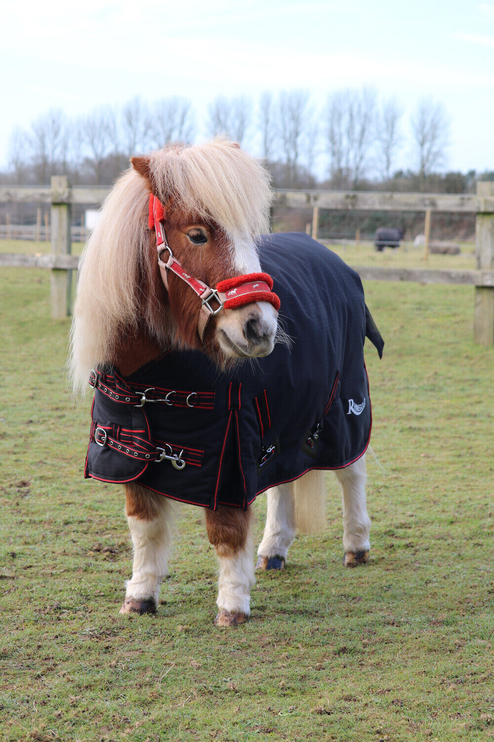 Picture of Rhinegold Mini Thor 350g Heavyweight Winter Turnout Horse Rug | 3'6" - 4'3"