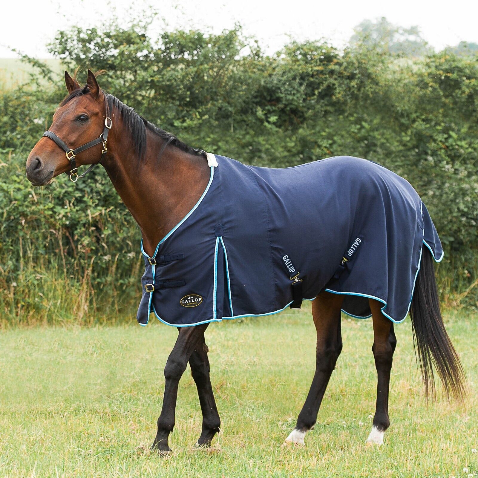 Picture of Gallop Summer Sheet Standard Neck, Horse Rug, Lightweight,