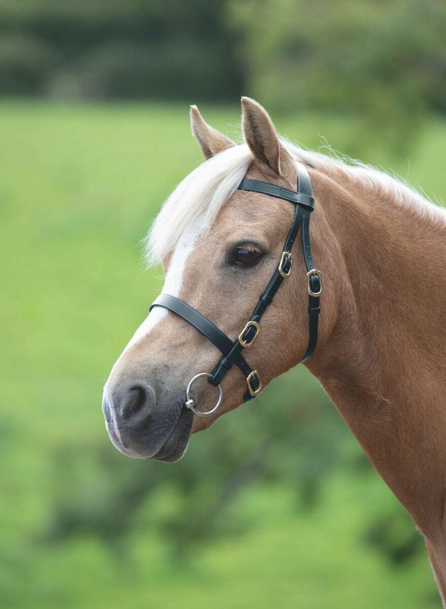 Picture of Shires Velociti Gara Plain In-Hand Horse/Pony Bridle | 2 Colours | 4 Sizes