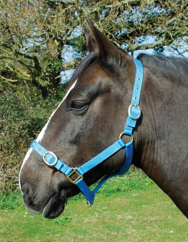 Picture of Rhinegold Nylon Horse/Pony Headcollar | Adjustable | 18 Colours | 4 Sizes