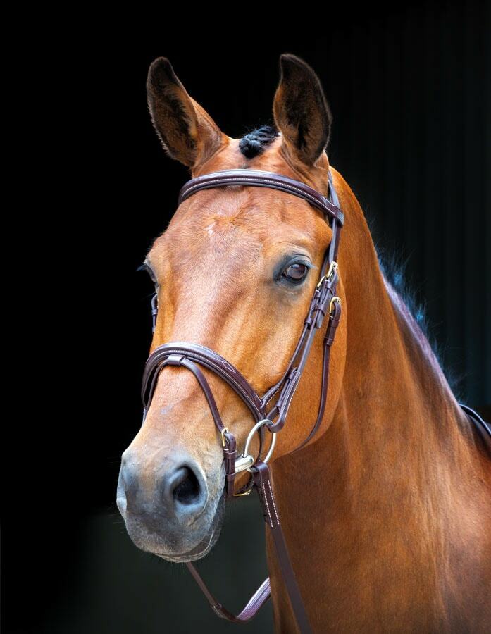 Picture of Shires Salisbury Bodenham Horse / Pony Snaffle Bridle |  Black or Aus Nut