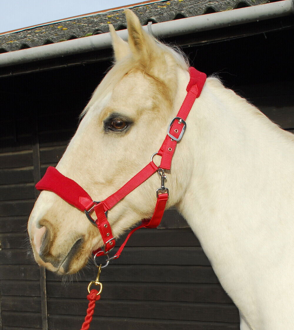 Rhinegold Padded Horse Lead Rope With Handle - Economical Equestrian Training Lead