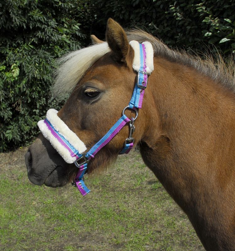 Picture of Rhinegold Bright Striped Fur Trim Small Pony Headcollar | 4 Colours | Adjustable