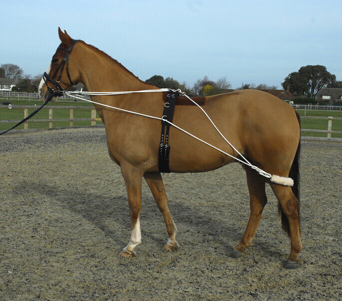 Picture of Rhinegold Training System, Lunge Roller Included, Cob, Full