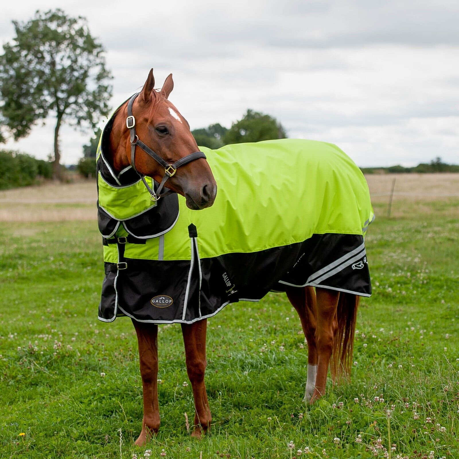 Picture of 200g Mediumweight Rug, Gallop Hi Viz Horse Turnout Rug Combo Full Neck