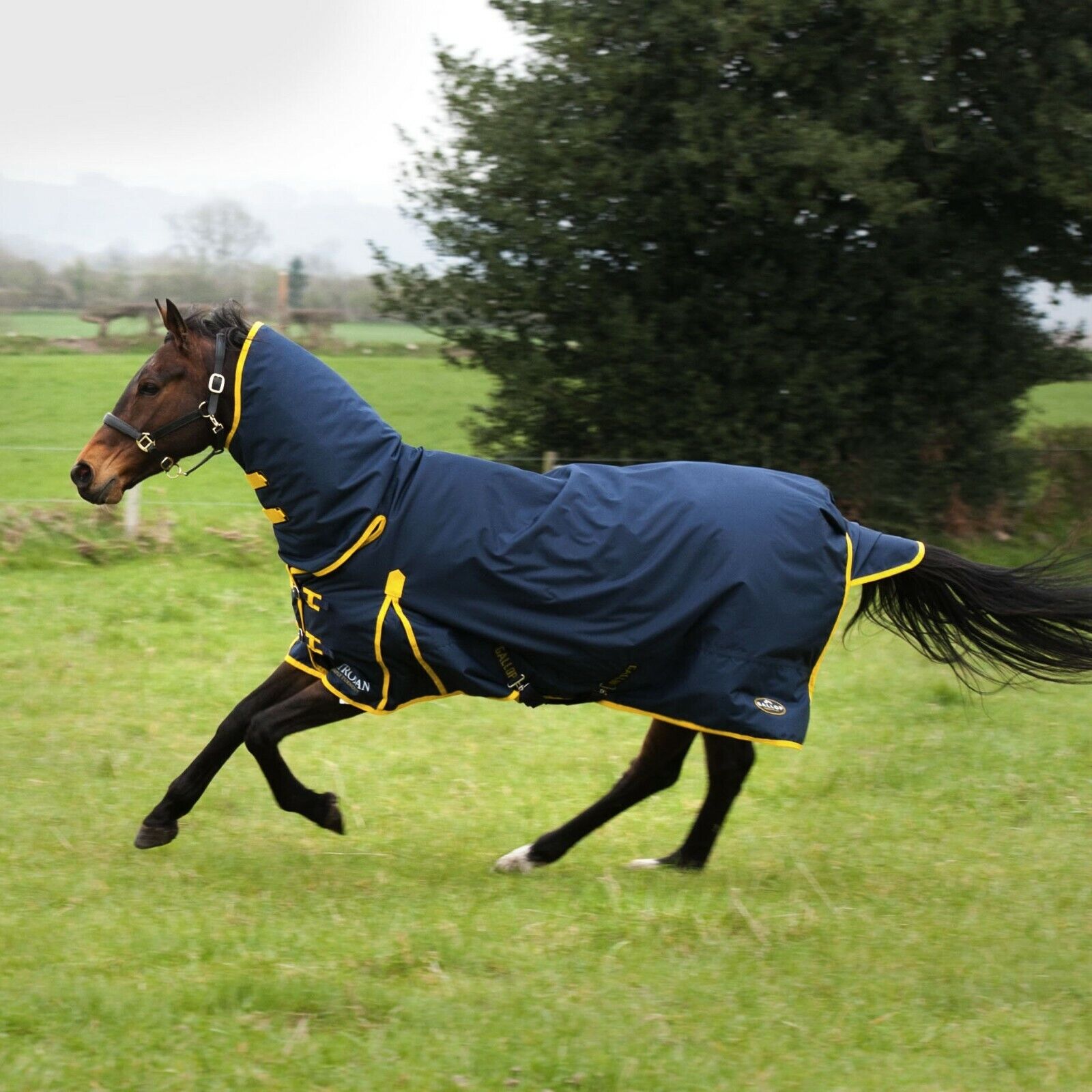 Picture of Gallop Trojan 200G Mediumweight Horse Turnout Rug Full Neck Combo