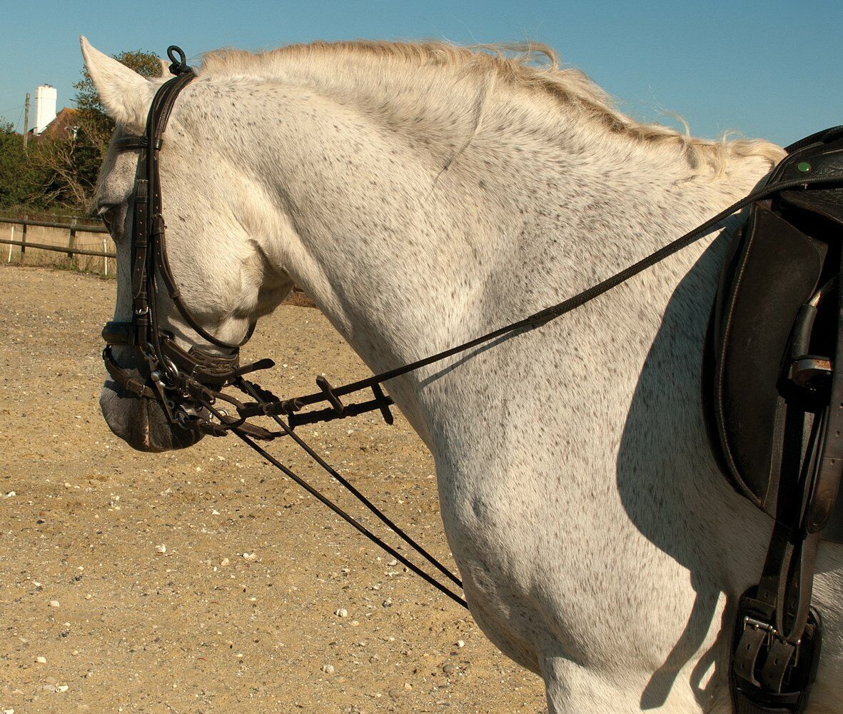 Picture of Rhinegold Fully Elasticated Training Reins | Black or Brown.