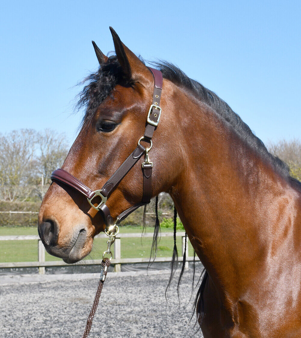 Picture of Rhinegold Anatomical Softee Leather Padded Headcollar, Horse Pony,  3 Colours