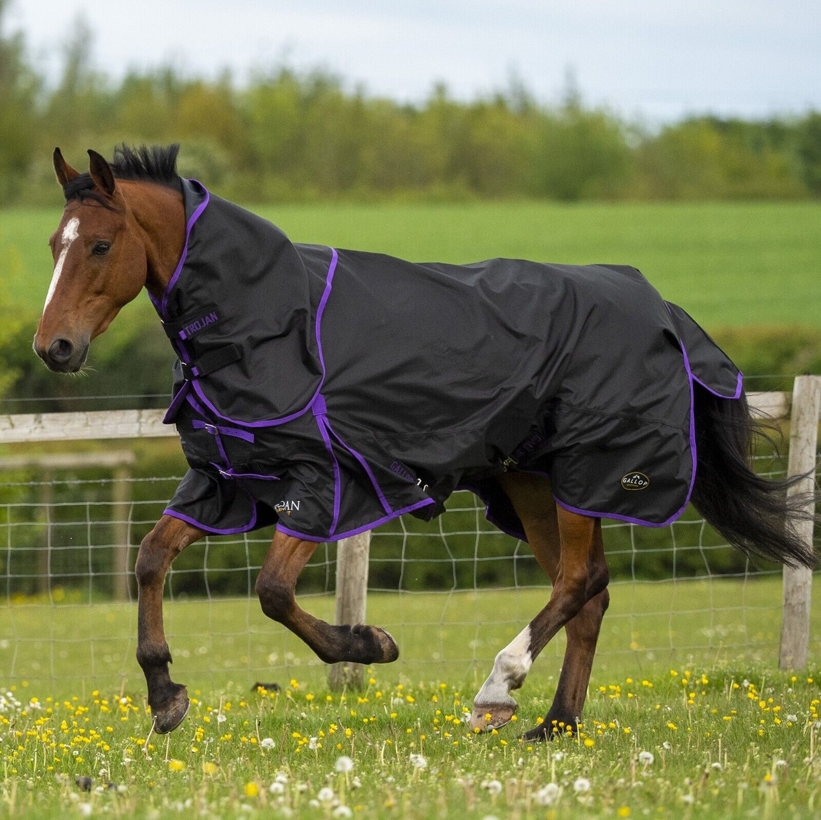 Picture of Turnout Rug 0g Lightweight GALLOP Trojan Dual Rug & Neck Set 600Denier