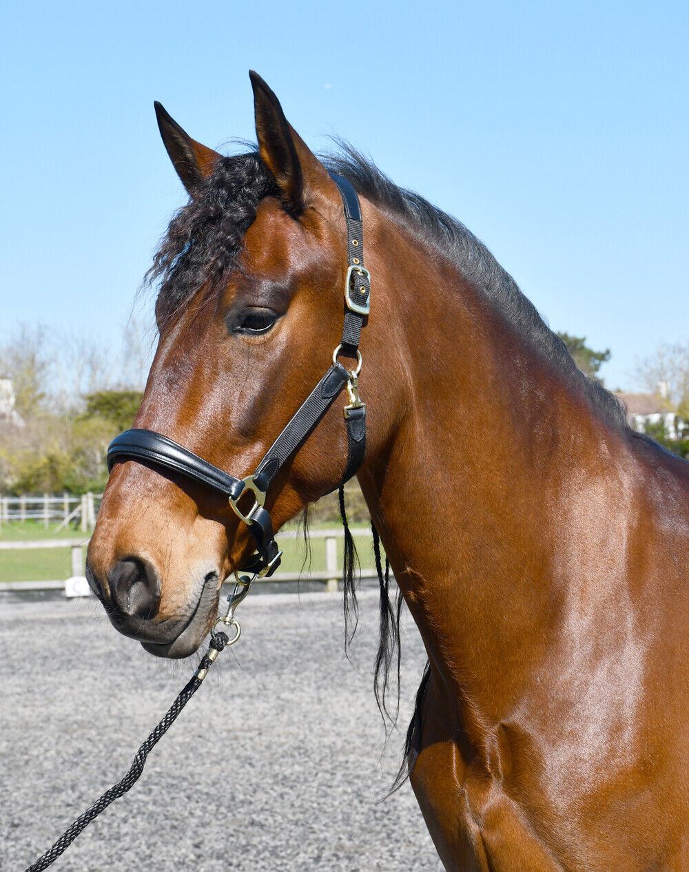 Picture of Rhinegold Anatomical Softee Leather Padded Headcollar, Horse Pony,  3 Colours