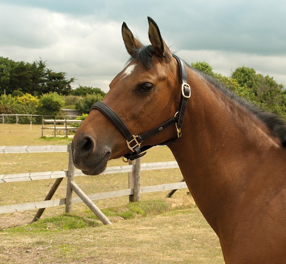 Picture of Heritage English Leather Padded Headcollar in Black or Havana in 3 Sizes