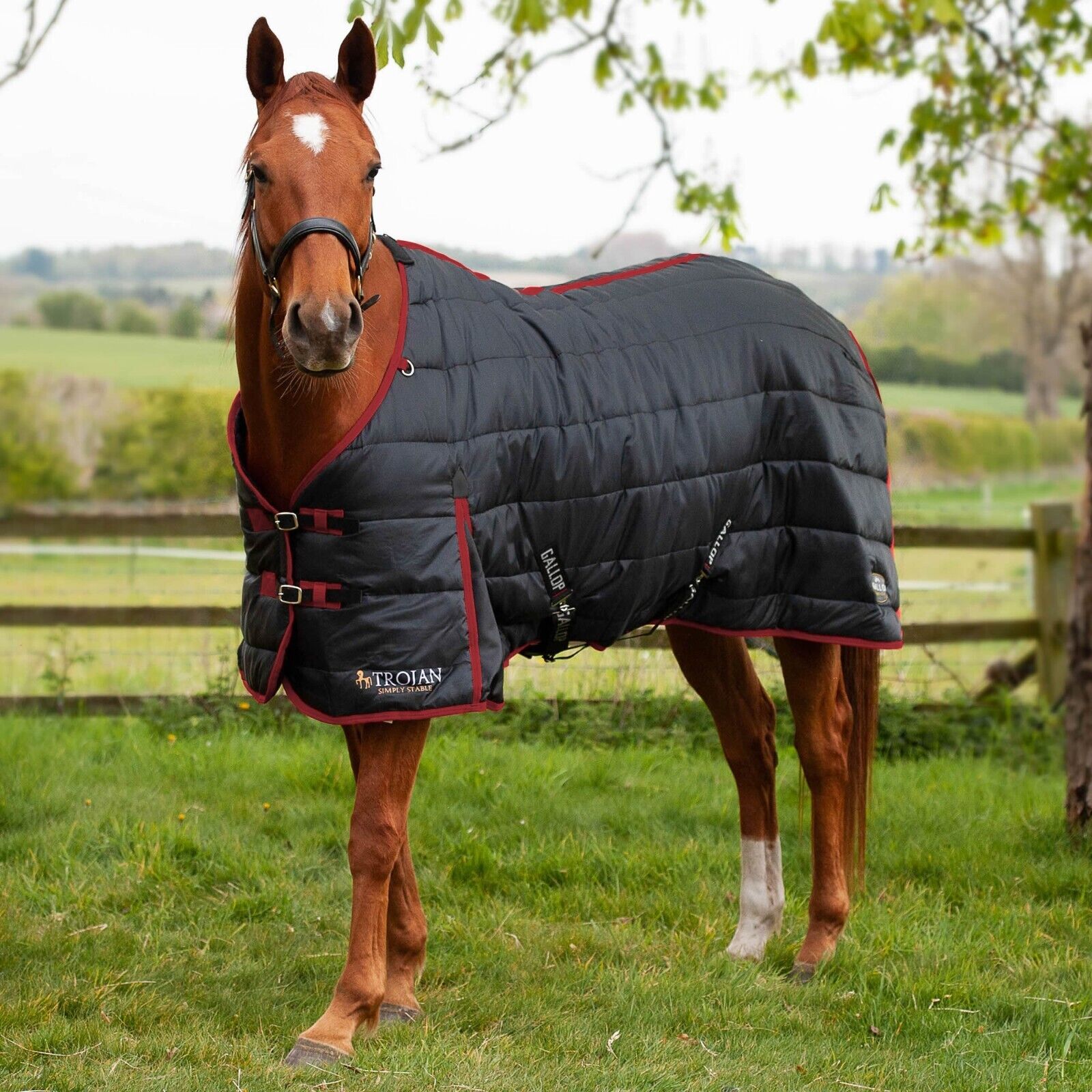 Picture of 50g Stable Horse Rug, Gallop Trojan Indoor Rug Standard Neck in Black/Burgundy