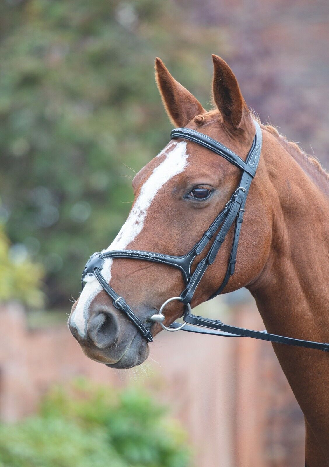 Picture of Shires Avignon Grackle Leather Horse / Pony Bridle  | 3 Colours