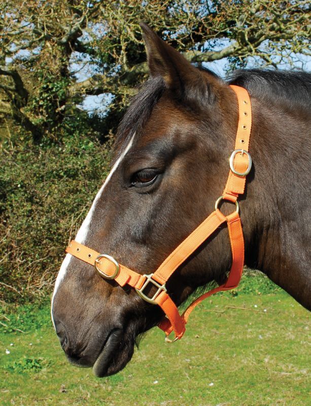 Picture of Rhinegold Nylon Horse/Pony Headcollar | Adjustable | 18 Colours | 4 Sizes
