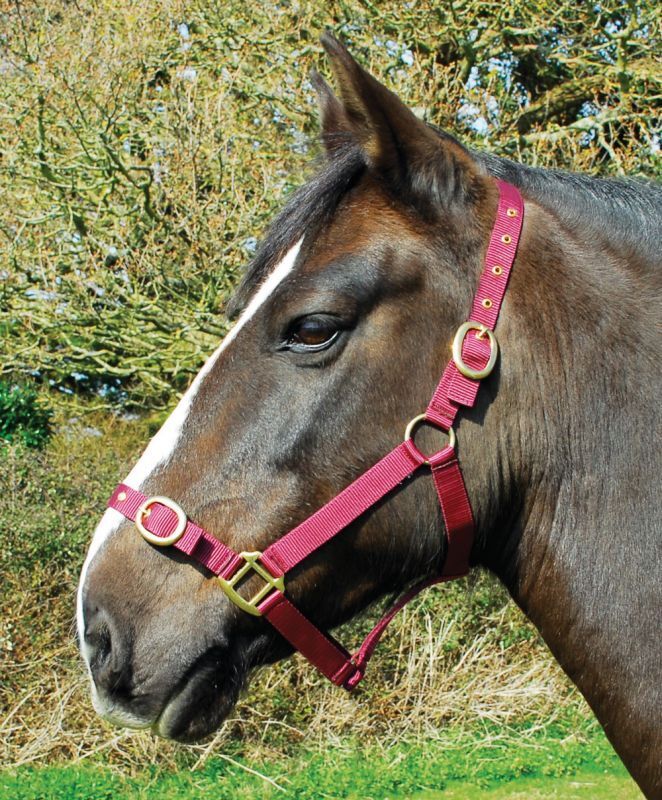 Picture of Rhinegold Nylon Horse/Pony Headcollar | Adjustable | 18 Colours | 4 Sizes