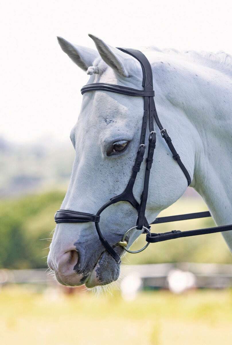 Picture of Shires Velociti Rapida Rolled Padded Cavesson Bridle | 2 Colours | 4 Sizes