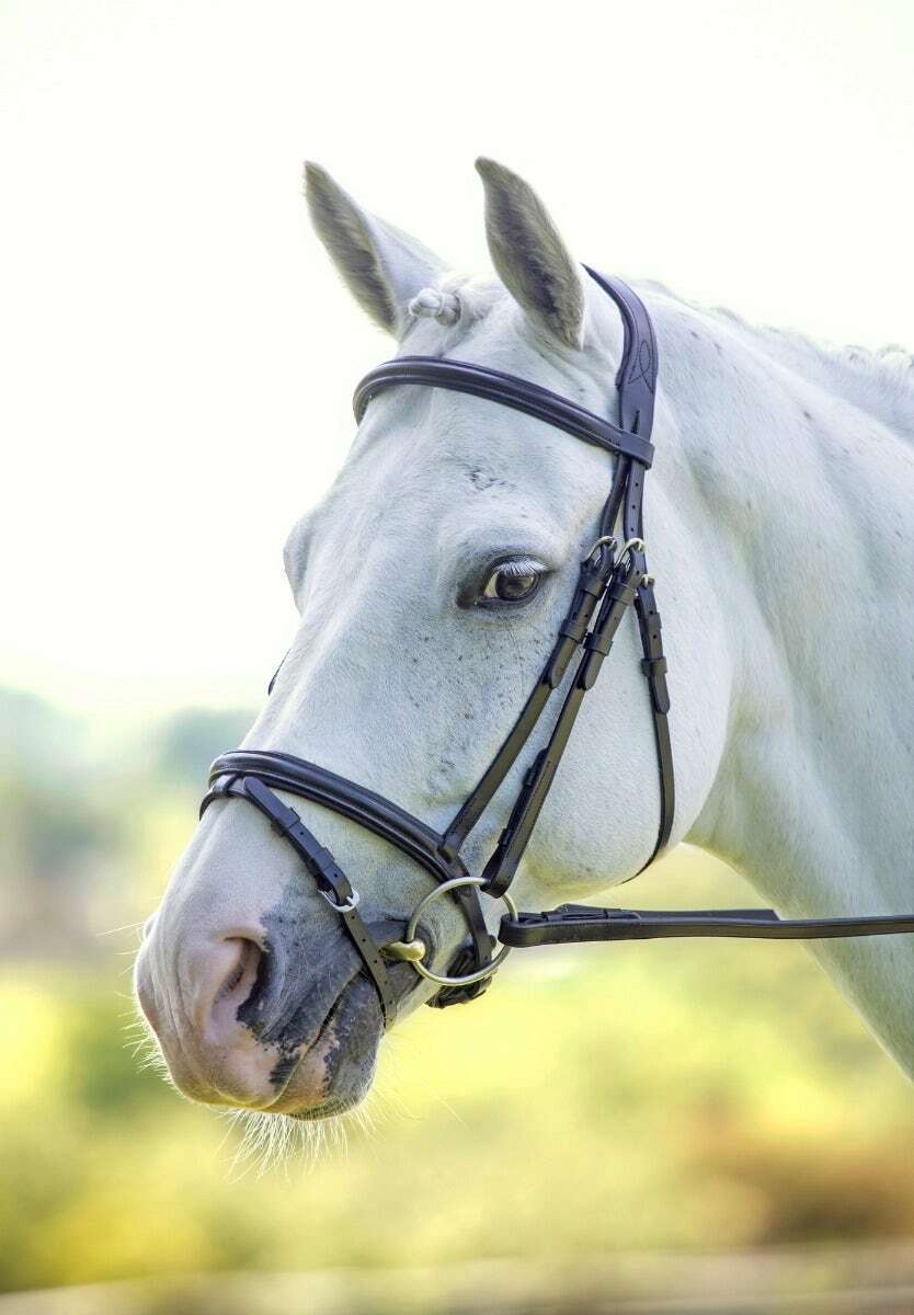 Picture of Shires Velociti Rapida Padded Raised Flash Bridle | 2 Colours | 4 Sizes