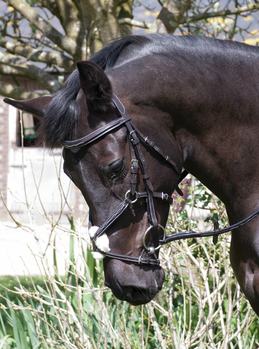 Picture of Rhinegold Elegance German Leather Bridle | Mexican Noseband | Black or Havana