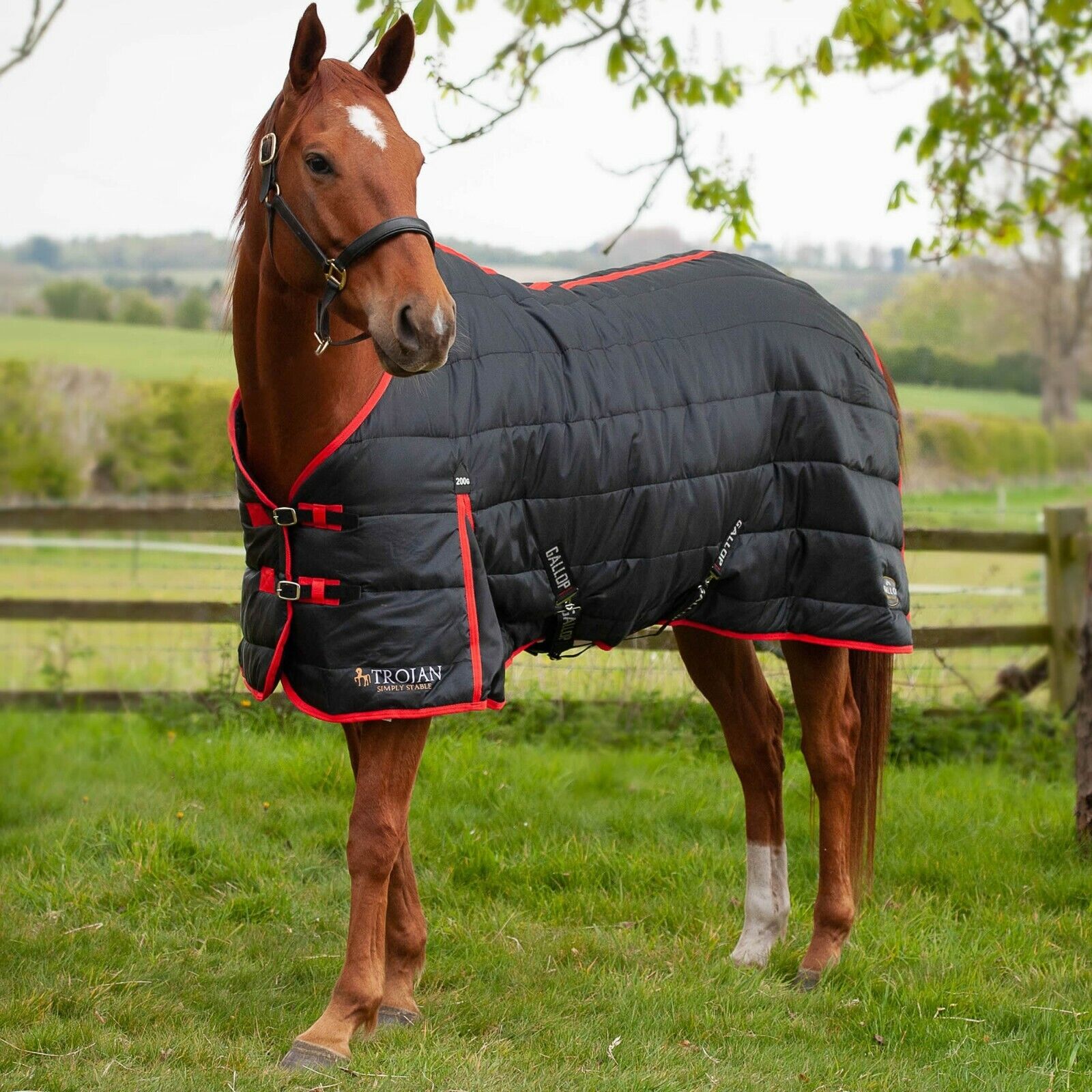 Picture of Gallop Trojan 200G Indoor Stable Horse Rug Standard Neck  Black/Red
