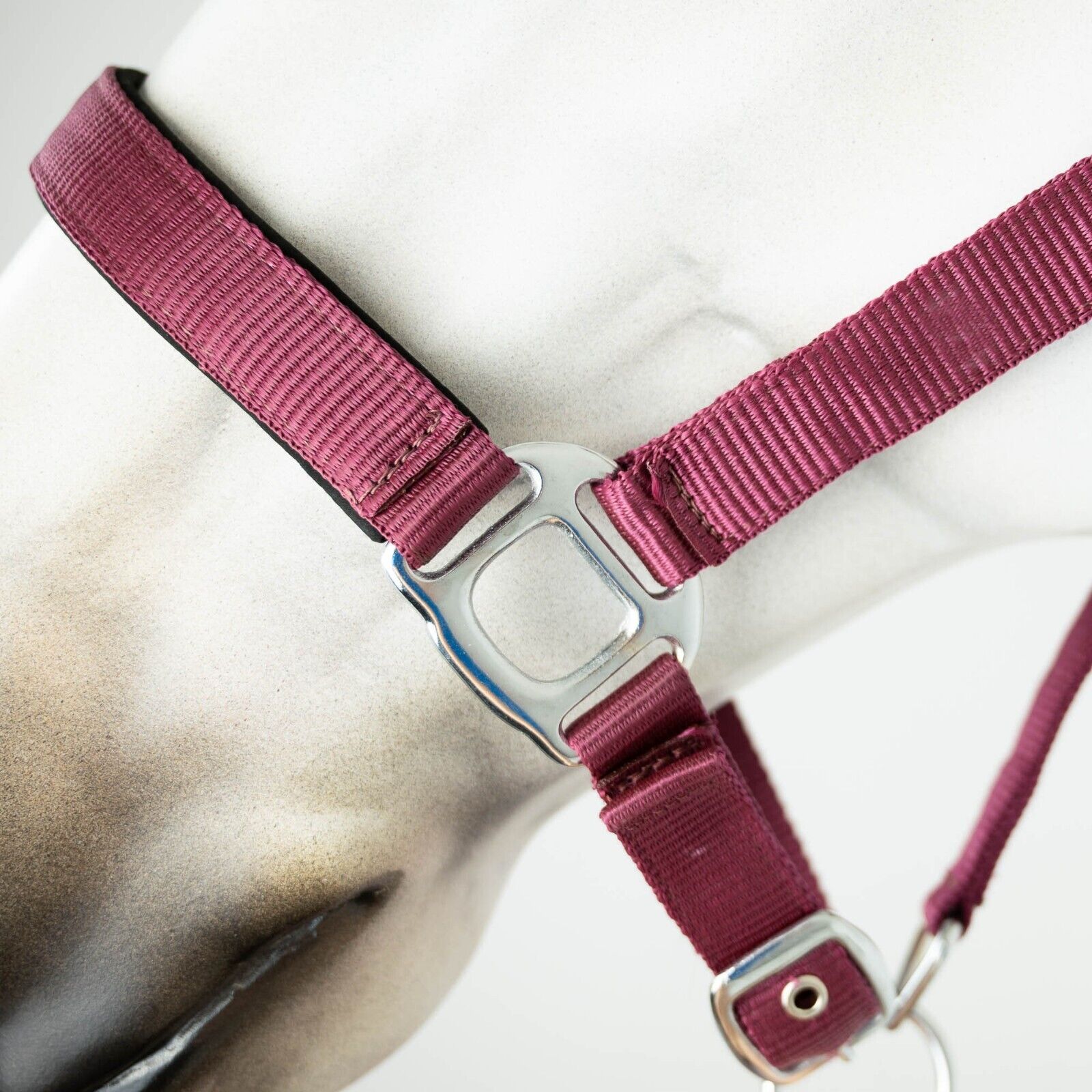Picture of Gallop Padded Premium Headcollar Heavy Duty Fittings, Adjustable, Clip Fastening