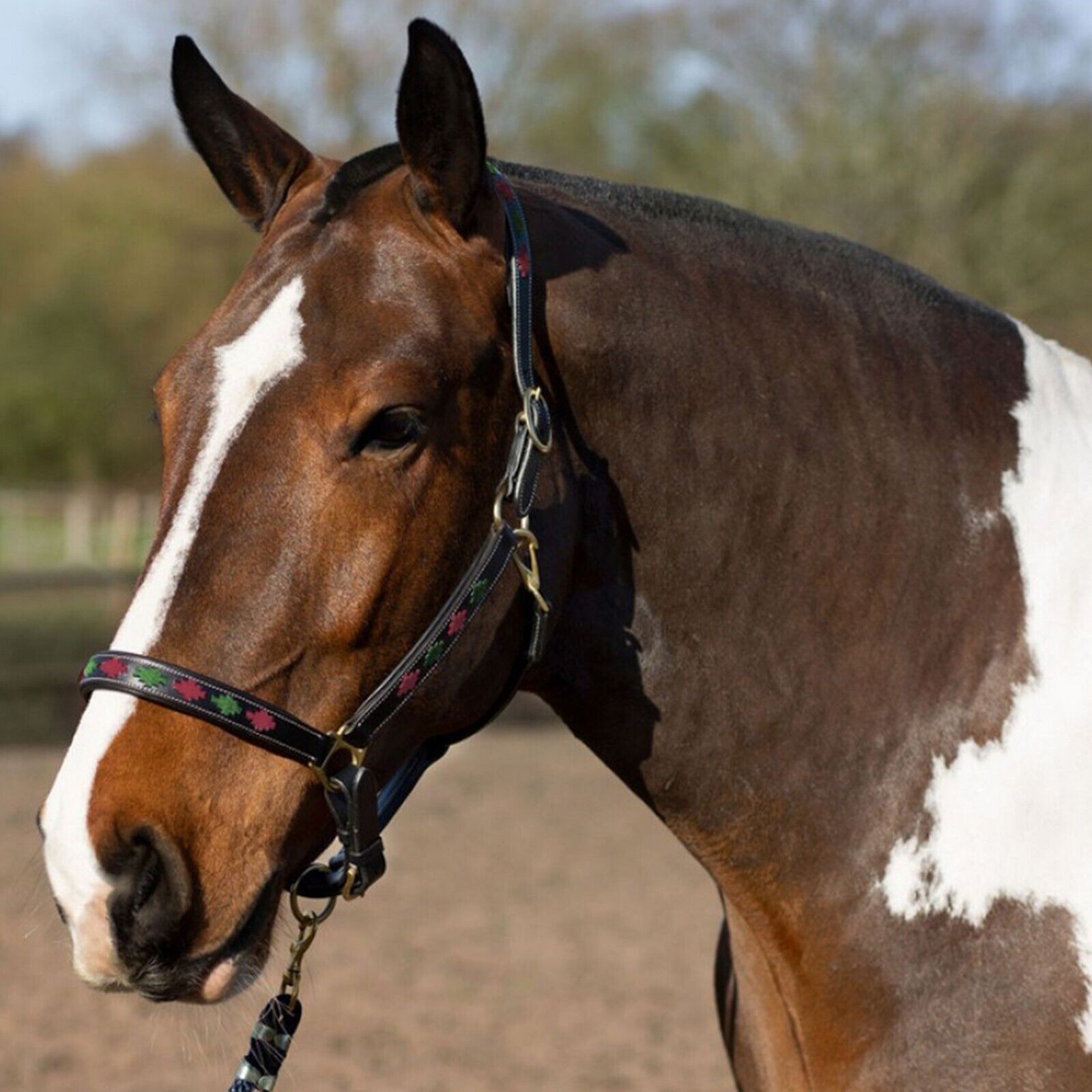 Picture of Leather Headcollar, Gallop Premium Diamond Stitch Padded , 4 Colours, 4 Sizes