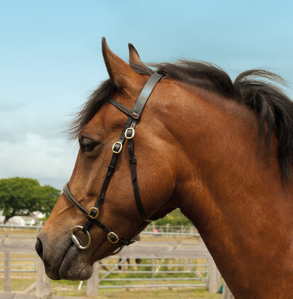 Picture of Windsor Leather In-Hand Horse Pony Bridle