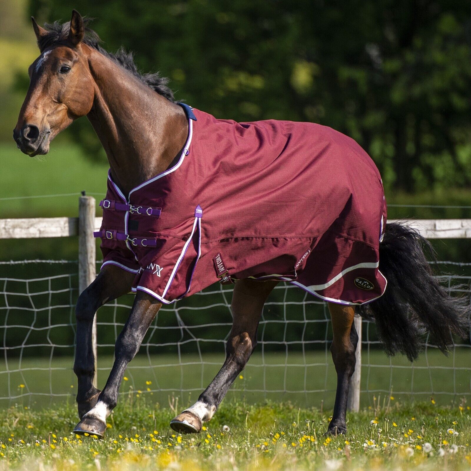 Picture of Gallop Trojan Xtra Lightweight 0G 1200 Denier Horse Turnout Rug Std Neck