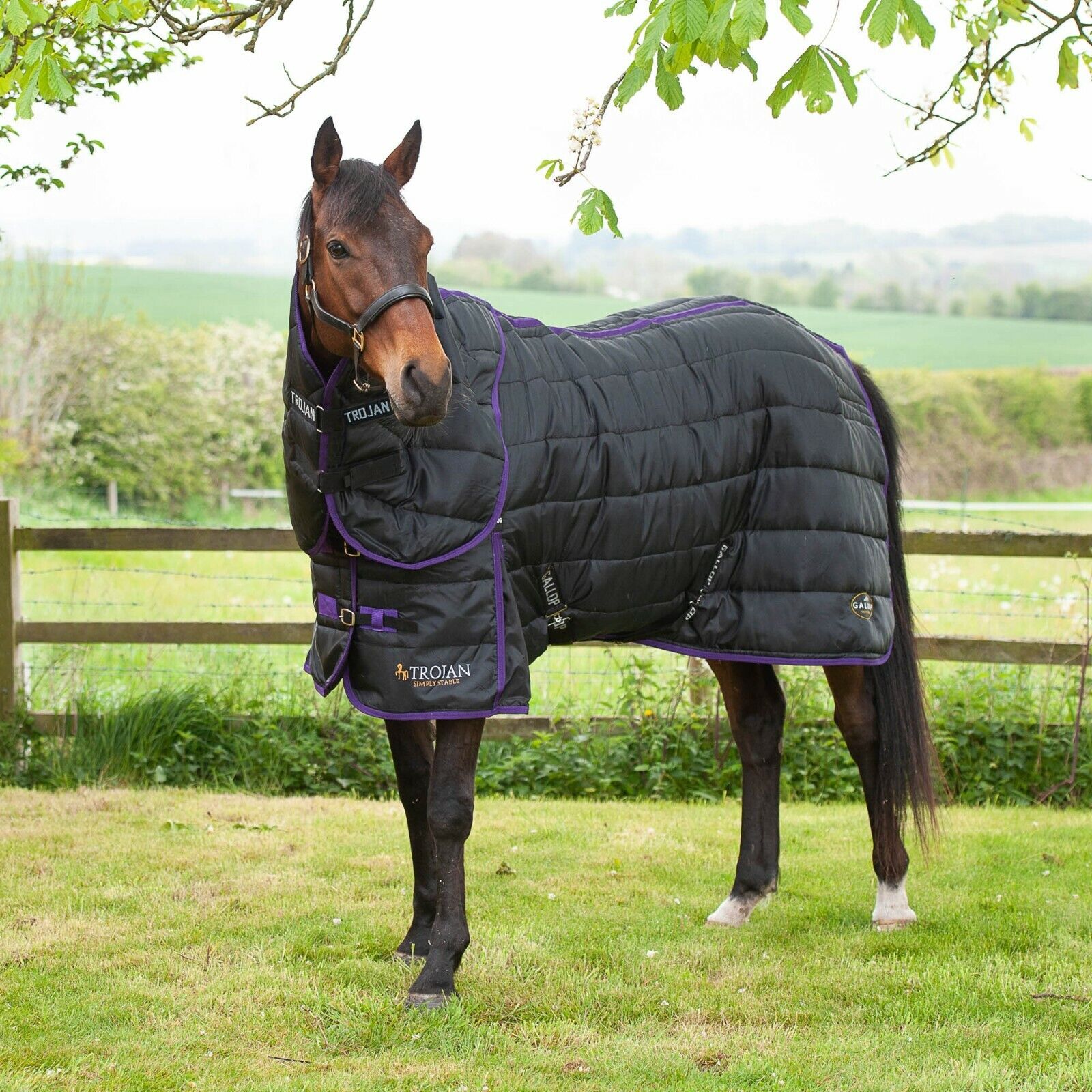 Picture of Gallop Trojan Dual 200g Horse Indoor Stable Rug & Neck Set Mediumweight Quilt