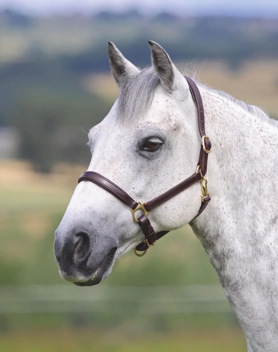 Picture of Shires Velociti Gara Ragley Lined Leather Headcollar | Black or Havana |5 Sizes