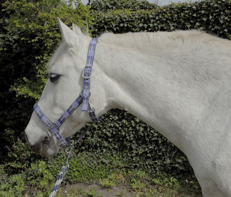 Picture of Rhinegold Carnival Padded Headcollar & Lead Rope Set | 7 Colours | 4 Sizes