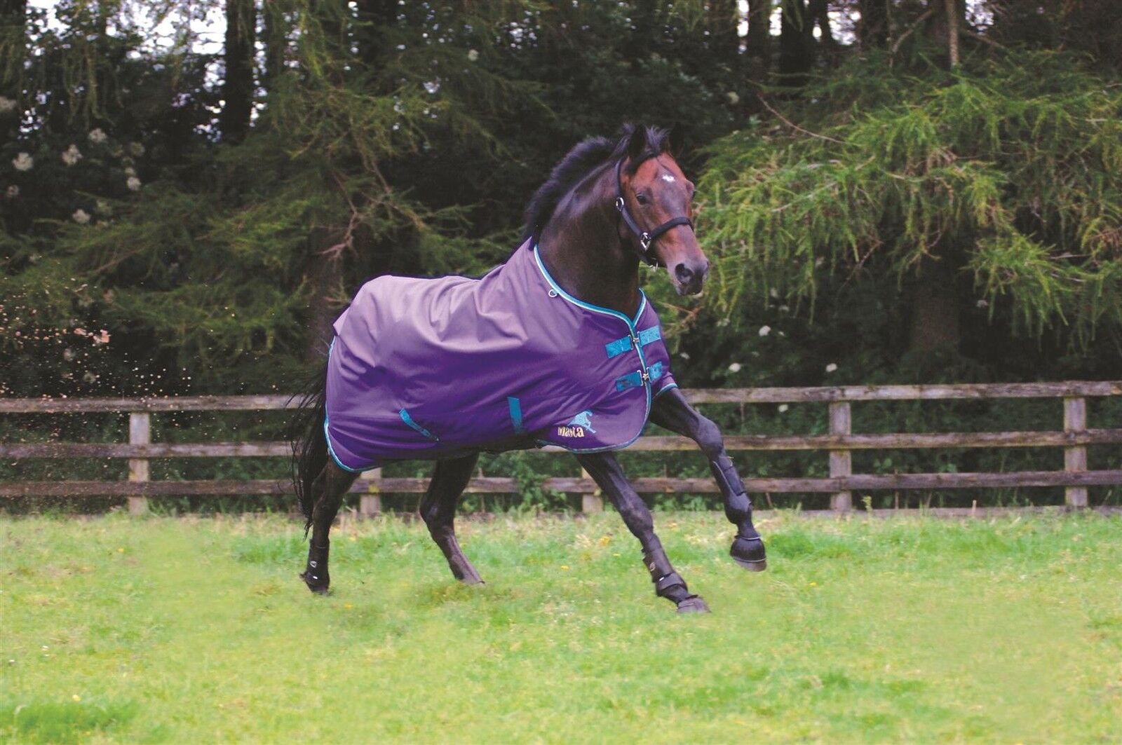 Picture of Masta Avante Horse Turnout Rug Lightweight Summer No Fill