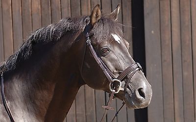 Picture of Caldene Comfort Leather Padded Snaffle Bridle Crank