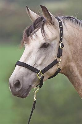 Picture of Shires Cushion Web Adjustable Headcollar / Lead rein set 3 colours, 3 sizes